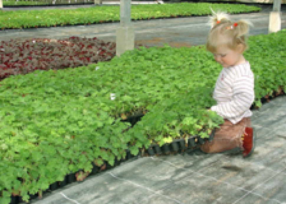 Mirte in koude kas.jpg