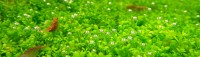 Hemianthus1400x400.jpg