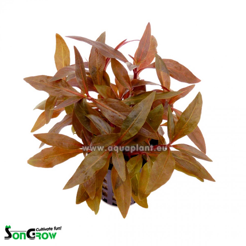 27 Alternanthera reineckii mini.jpg