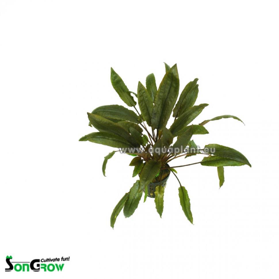 930 Cryptocoryne species brown goed.jpg