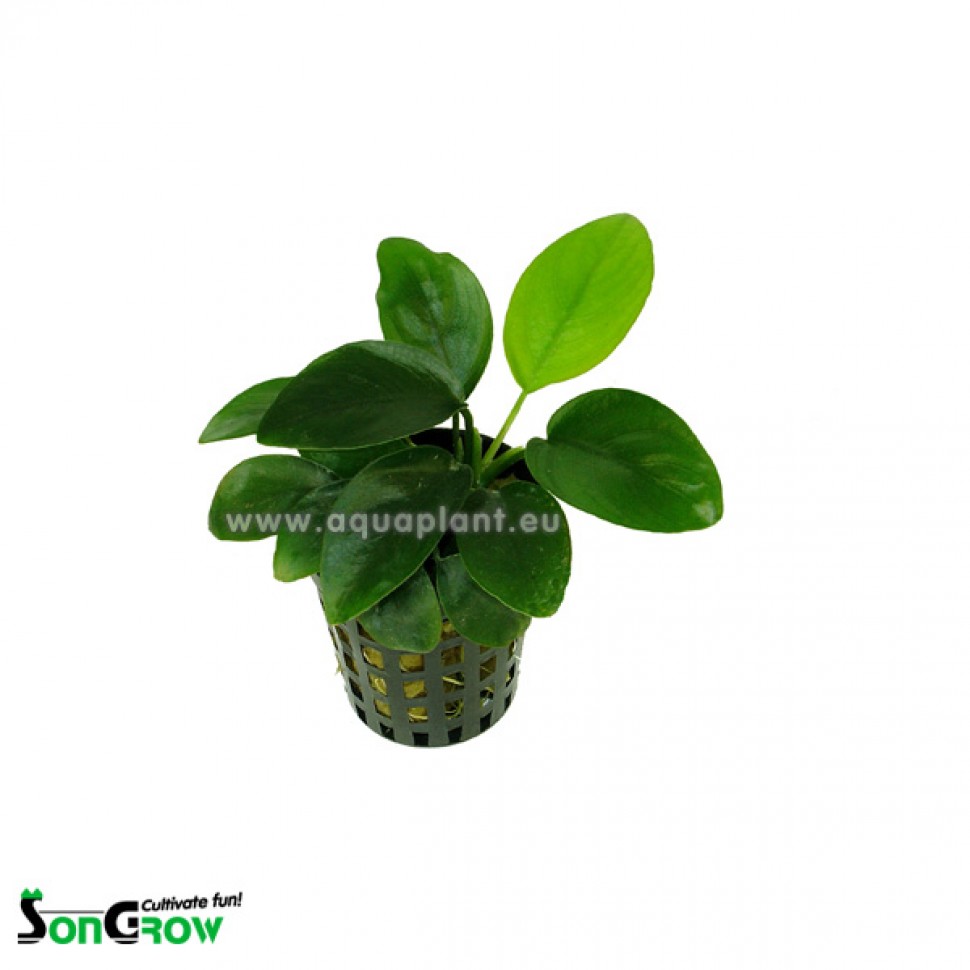 790 Anubias nana.jpg