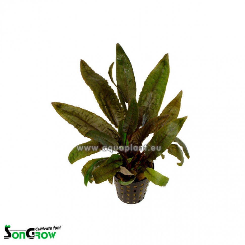 985 Cryptocoryne wendtii tropica.jpg
