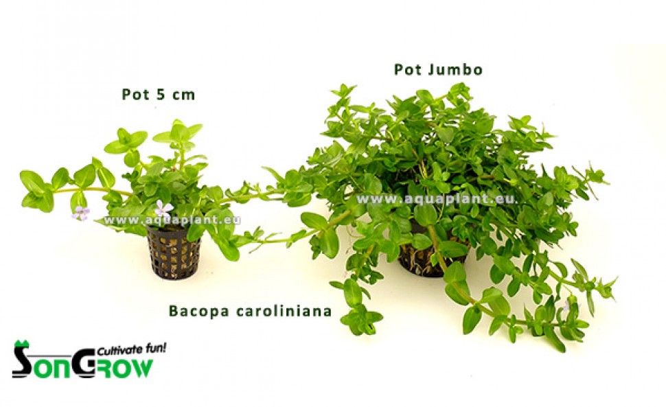 60 + J60 Bacopa caroliniana Pot Jumbo vergelijking.jpg