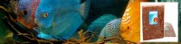 Primary filter banner 970x240 plakken discus.jpg
