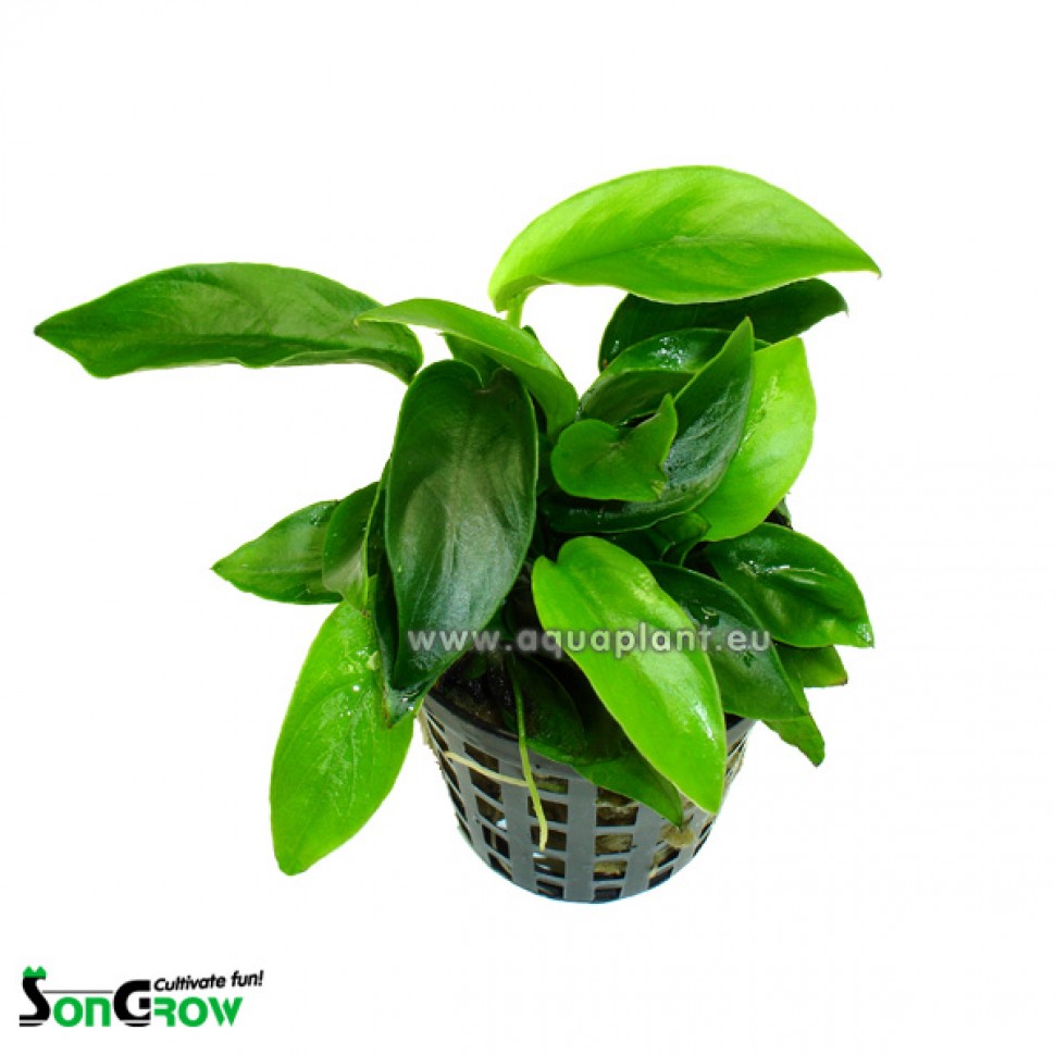 792 Anubias nana mini.jpg