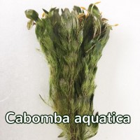 cabomba aquatica 1-1.jpg