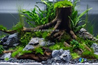 onderwater spiderwood.jpg