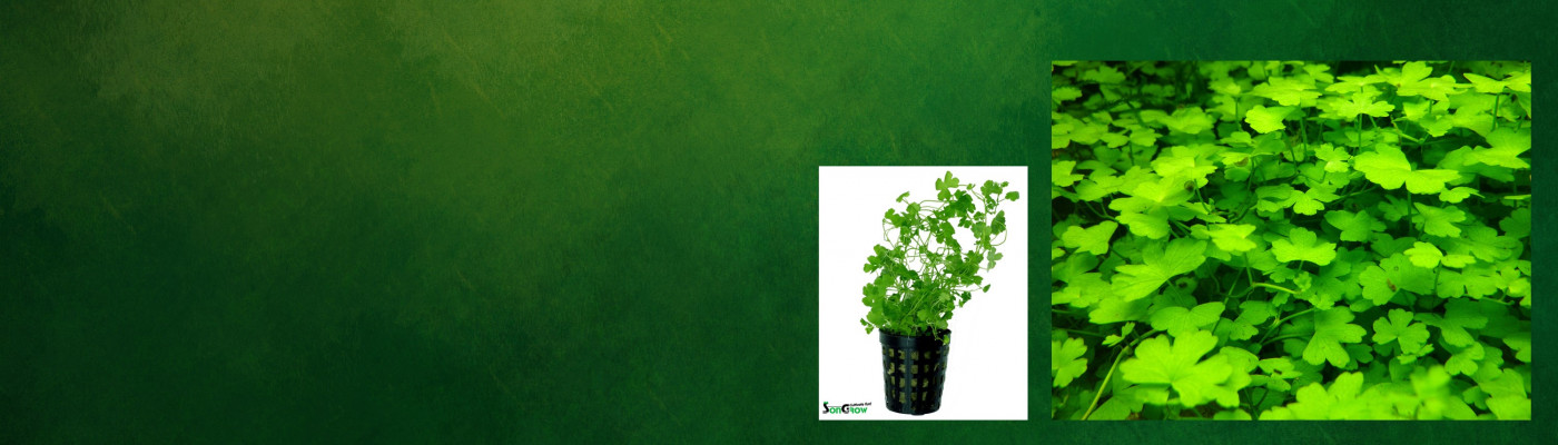 special_plant_of_the_month.jpg