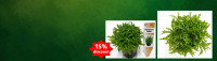 special_plant_of_the_month.jpg